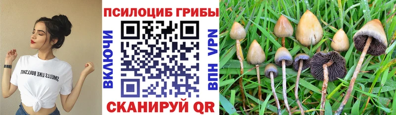 Галлюциногенные грибы Psilocybe  как найти закладки  Биробиджан 